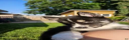 Siberian Husky dogs for sale: Siberian Husky Puppy 1 - Ad 2
