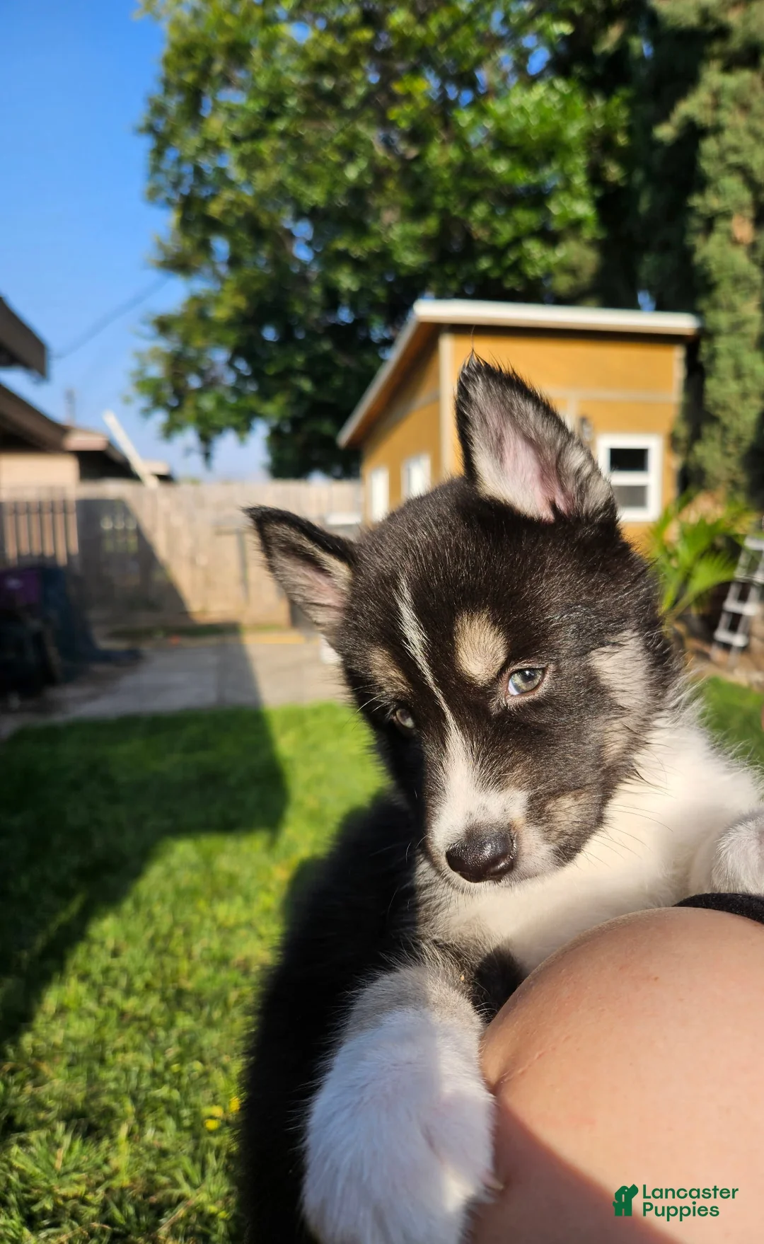 Siberian Husky dogs for sale: Siberian Husky Puppy 1 - Ad 2
