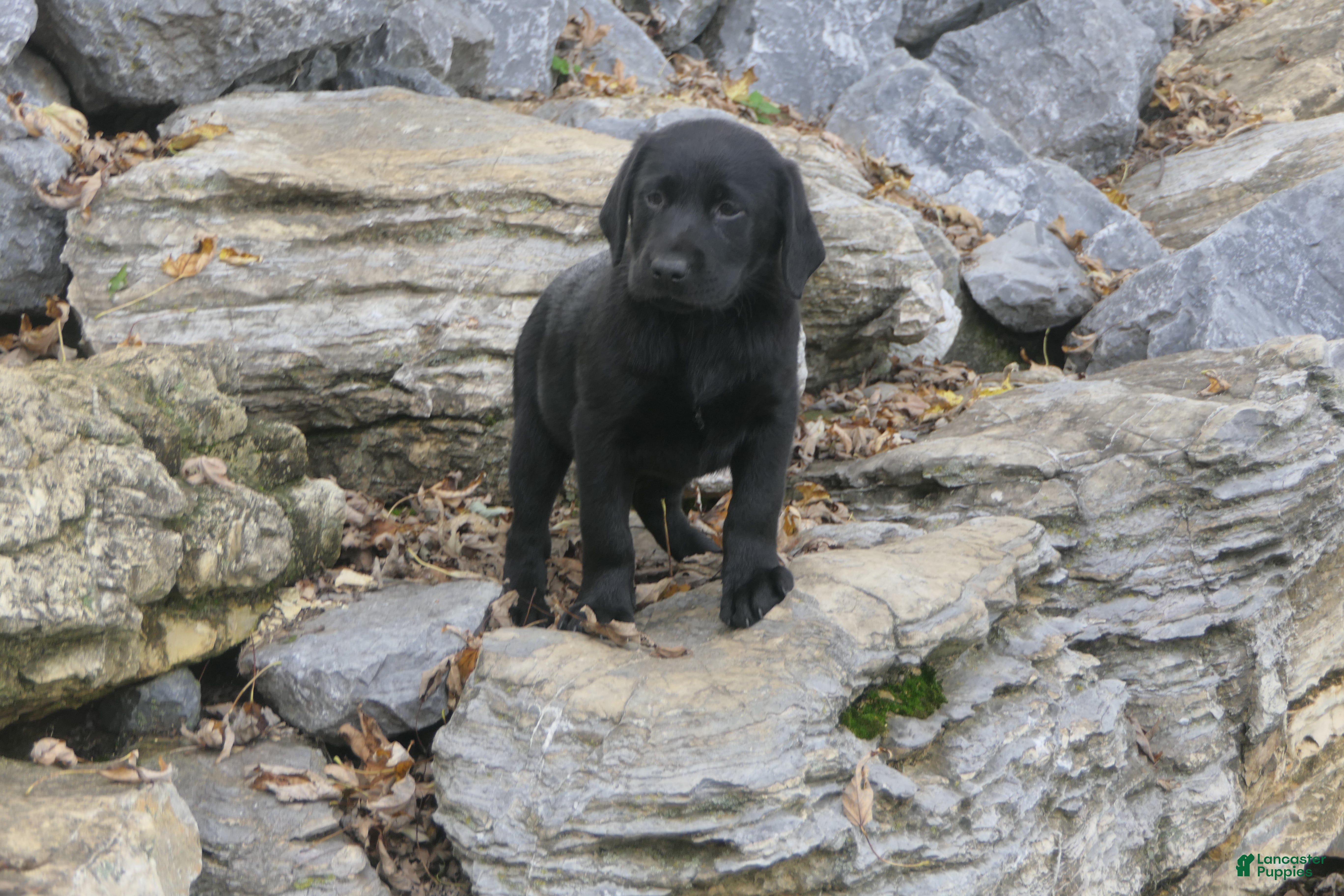 Labrador Retriever dogs for sale: Sally Labrador Retriever  - Ad 2