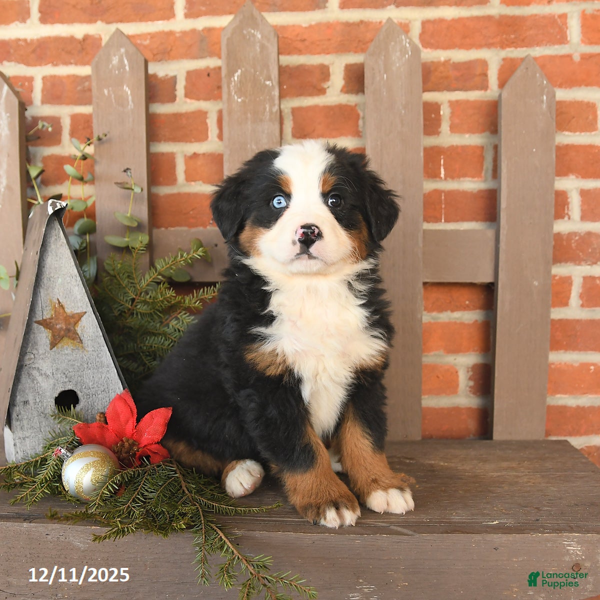 Bernese Mountain Dog dogs Bonnie - Ad 28
