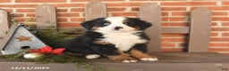 Bernese Mountain Dog dogs for sale: Bonnie - Ad 1