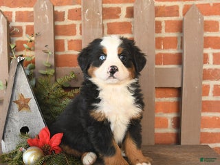 Bernese Mountain Dog dogs Bonnie - Ad 23
