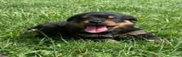Rottweiler dogs for sale: Green Male - Ad 5