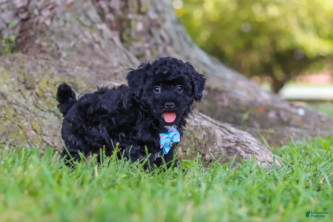 Maltipoo dogs for sale: Cookie - Ad 2