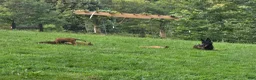 Belgian Malinois dogs for sale: Belgian Malinois 5 BLUE - Ad 9
