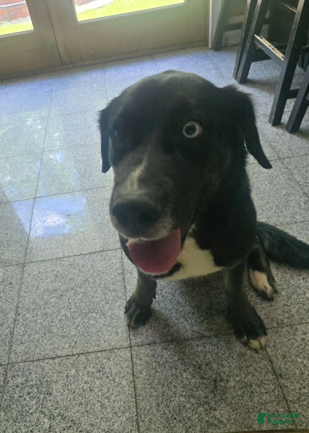 Labrador Retriever dogs for stud: Bella - Ad 5