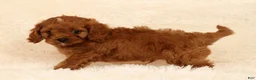 Cavapoo dogs for sale: Randy - Ad 2