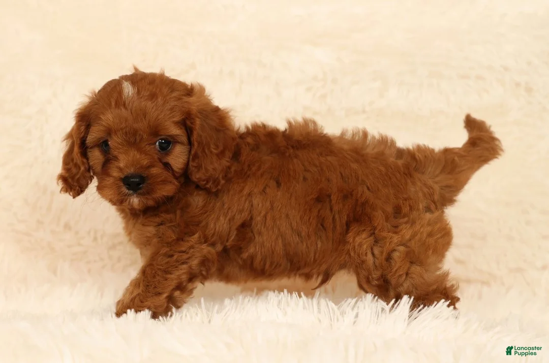 Cavapoo dogs for sale: Randy - Ad 2