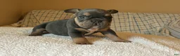 French Bulldog dogs for sale: French Bulldog Puppy 3 - Ad 2
