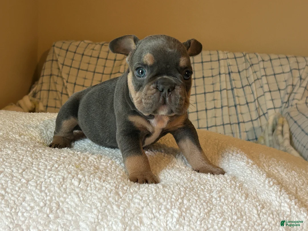French Bulldog dogs for sale: French Bulldog Puppy 3 - Ad 2