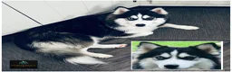 Pomsky dogs for sale: Sunny  - Ad 10
