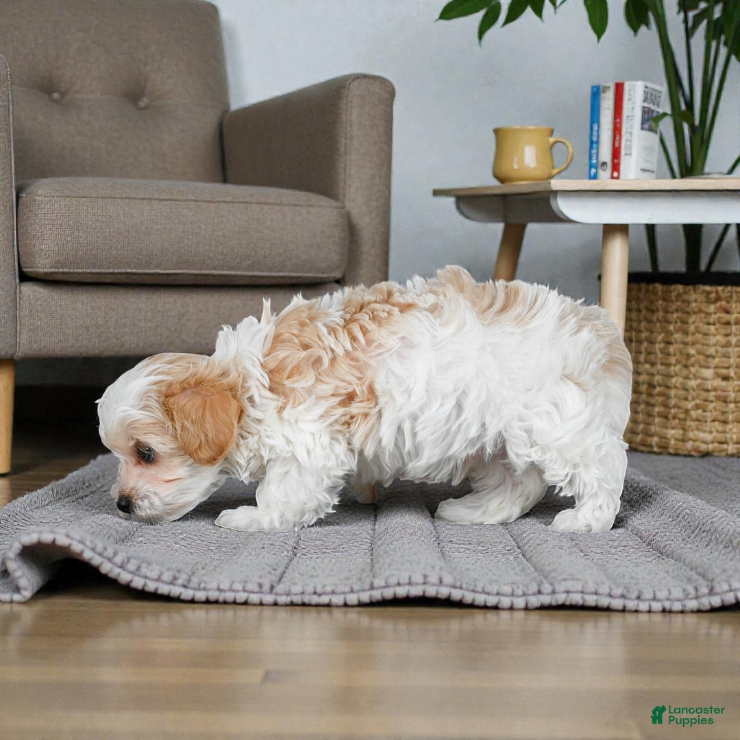 Maltipoo dogs for sale: milo - Ad 8