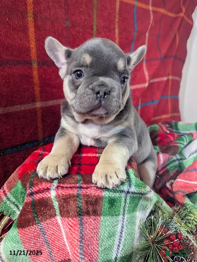 French Bulldog dogs Alex - Ad 28