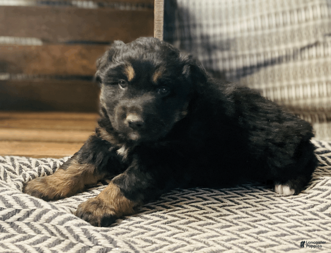 Australian Shepherd dogs for sale: Einstein - Ad 1