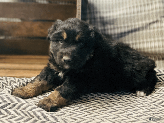 Australian Shepherd dogs Einstein - Ad 2