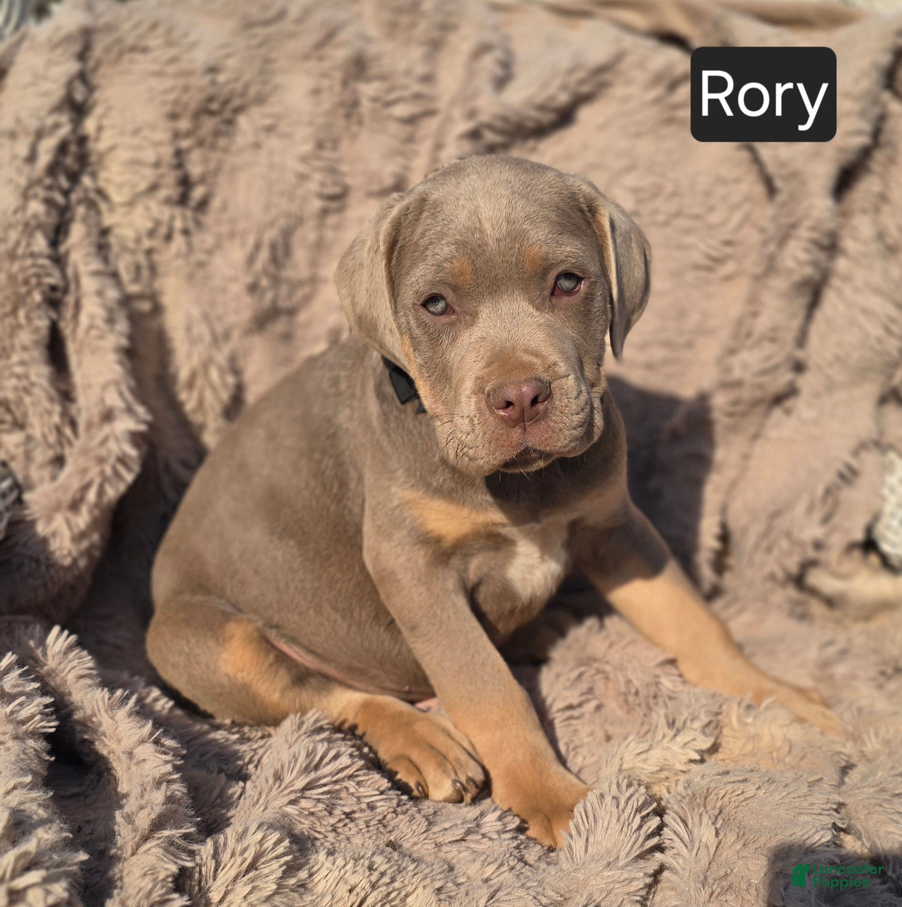 Cane Corso dogs Rory - Ad 1