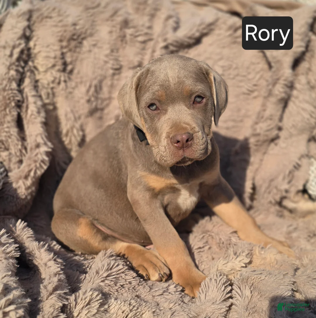 Cane Corso dogs for sale: Rory - Ad 1