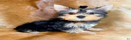 Yorkshire Terrier dogs for sale: Tedd - Ad 1