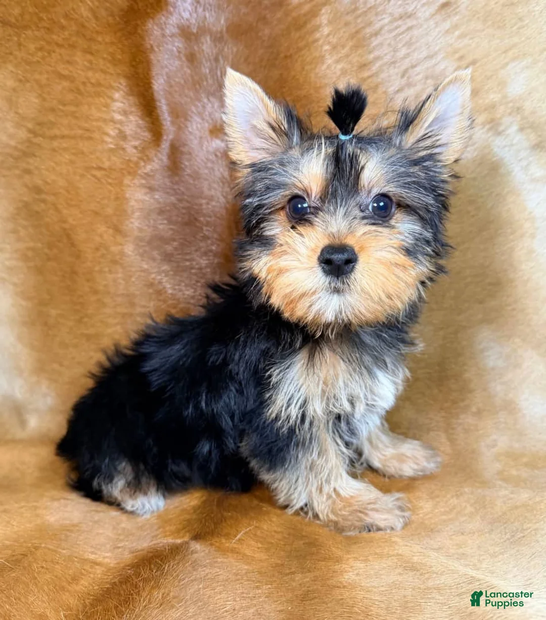 Yorkshire Terrier dogs for sale: Tedd - Ad 1