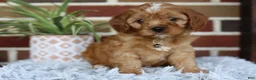 Cavapoo dogs for sale: Oakley  - Ad 4