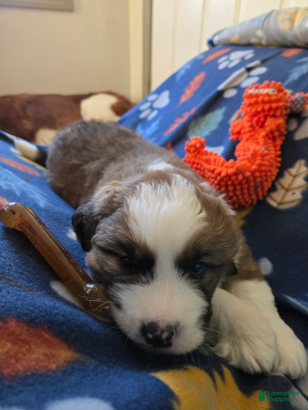 Mixed Breed dogs for sale: Brody - Ad 21