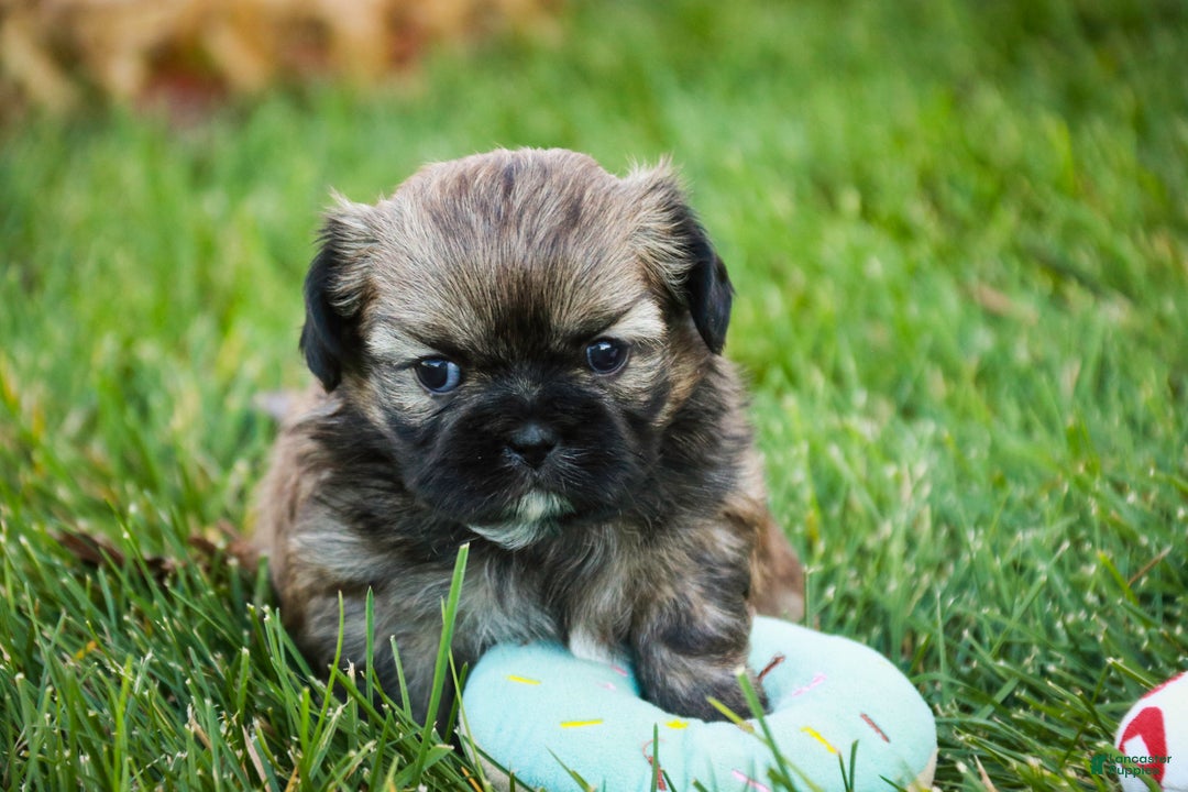 Shih Tzu dogs for sale: Shandy - Ad 5