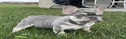 French Bulldog dogs for sale: Cade - Ad 2