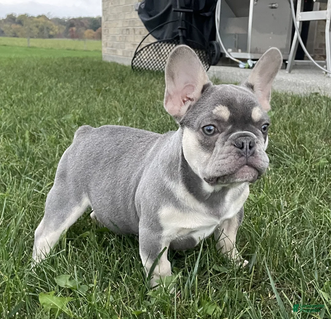 French Bulldog dogs for sale: Cade - Ad 2