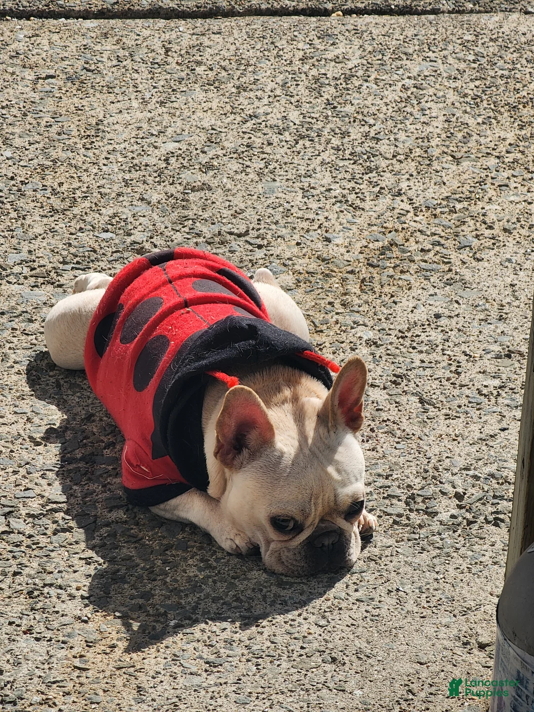 French Bulldog dogs for sale: French Bulldog Puppy 1 - Ad 3