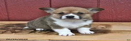 Welsh Corgi Pembroke dogs for sale: Jingles - Ad 4