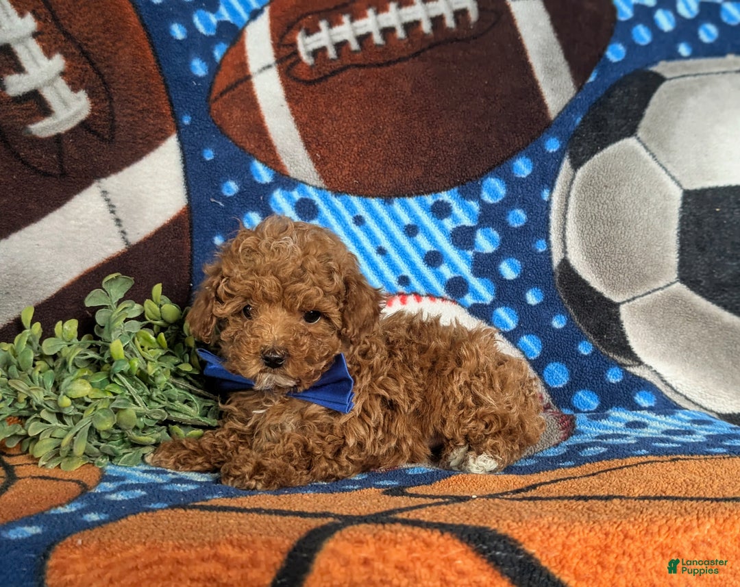 Toy Poodle dogs for sale: Crofton - Ad 3