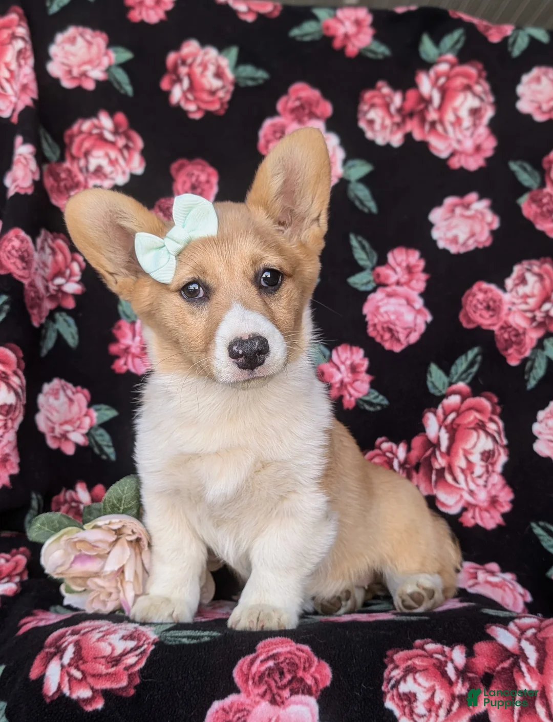 Welsh Corgi Pembroke dogs for sale: Jillian - Ad 1