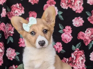 Welsh Corgi Pembroke dogs for sale: Jillian - Ad 3