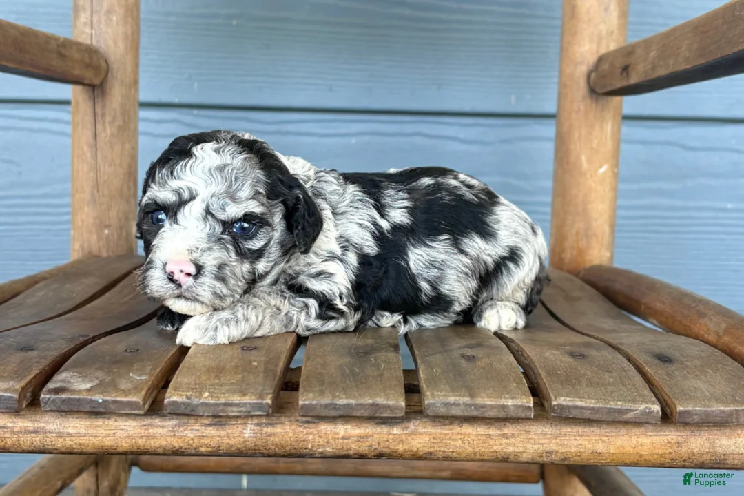 Cavapoo dogs for sale: Scroll - Ad 2