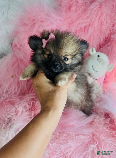 Pomeranian dogs Pomeranian 1 - Ad 1