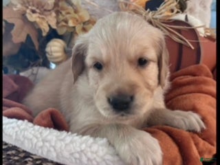 Golden Retriever dogs - Ad 19