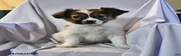 Papillon dogs for sale: Swallowtail - Ad 2