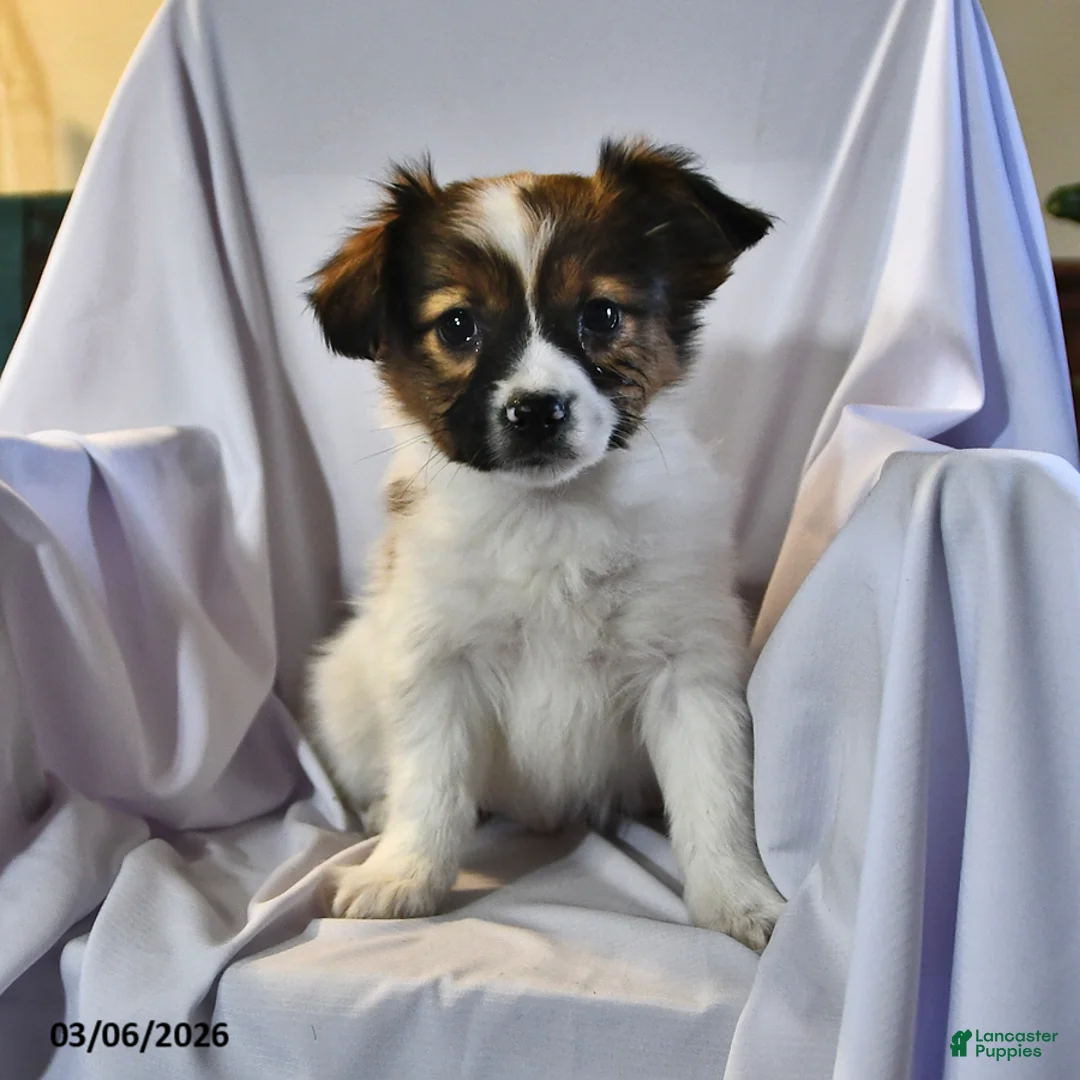 Papillon dogs for sale: Swallowtail - Ad 2