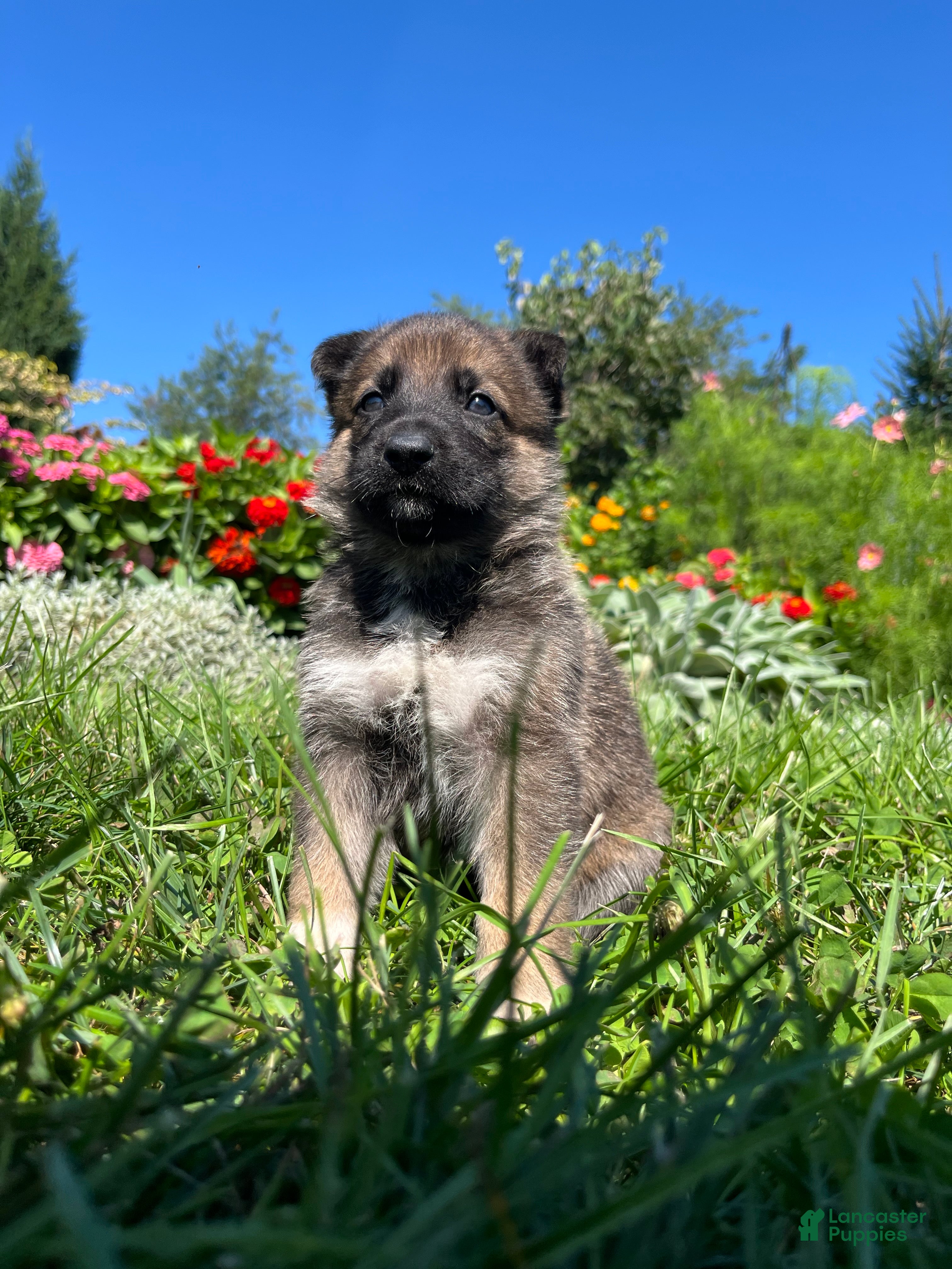 German Shepherd dogs Capri - Ad 2