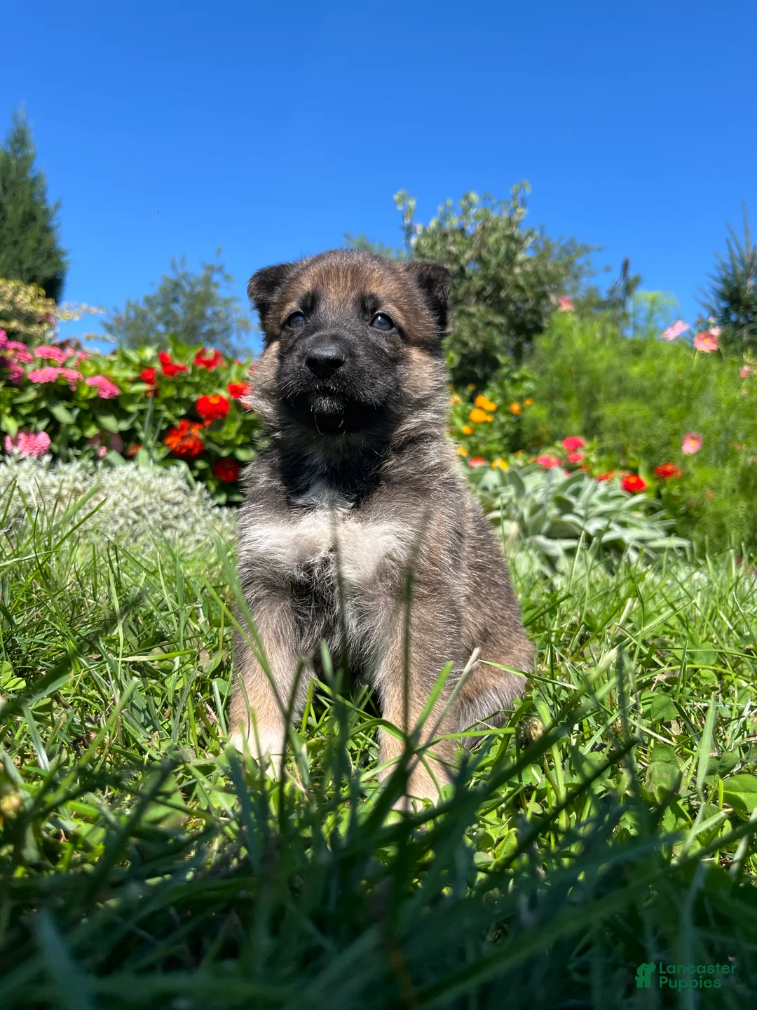 German Shepherd dogs for sale: Capri - Ad 2