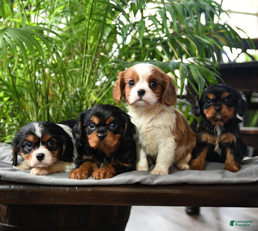 Cavalier King Charles Spaniel dogs for sale: Buster - Ad 5