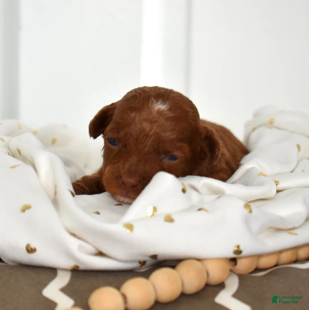 Toy Poodle dogs for sale: Cedar  - Ad 4