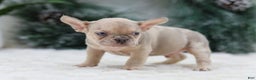 French Bulldog dogs for sale: Fargo - Ad 5