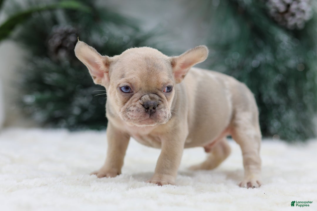French Bulldog dogs for sale: Fargo - Ad 5