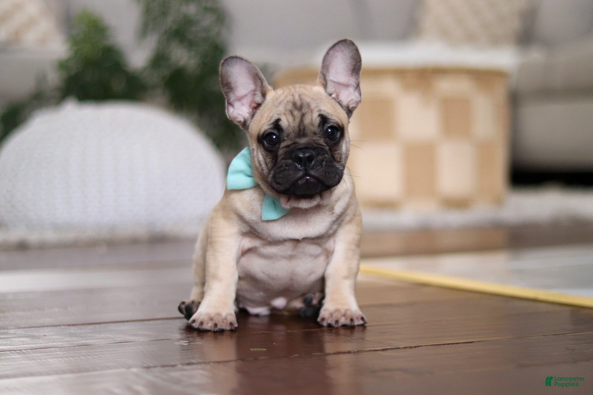 French Bulldog dogs Spencer - Ad 36