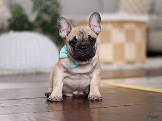 French Bulldog dogs Spencer - Ad 36