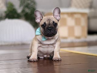 French Bulldog dogs Spencer - Ad 27