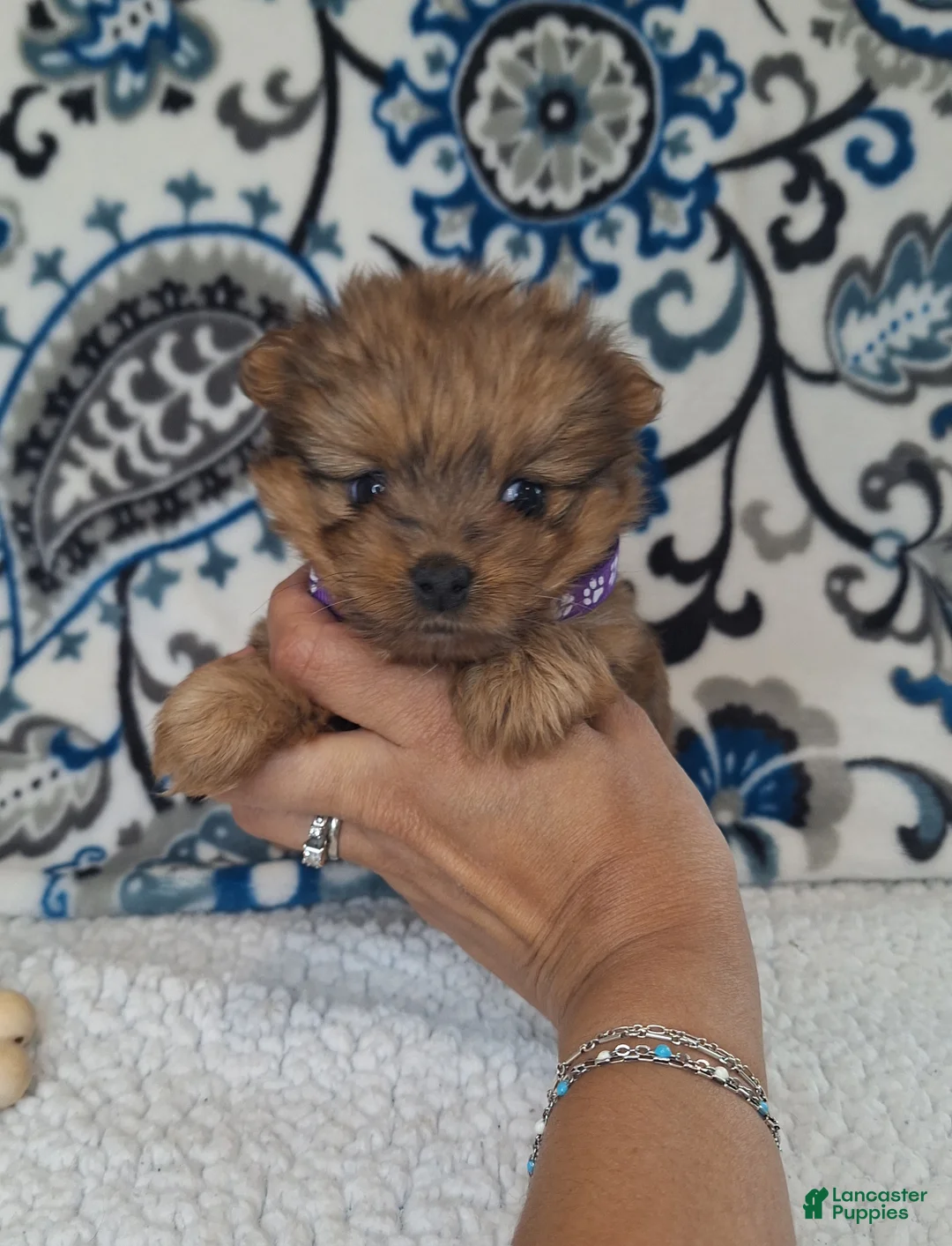 Mixed Breed dogs for sale: Lucky - Ad 2