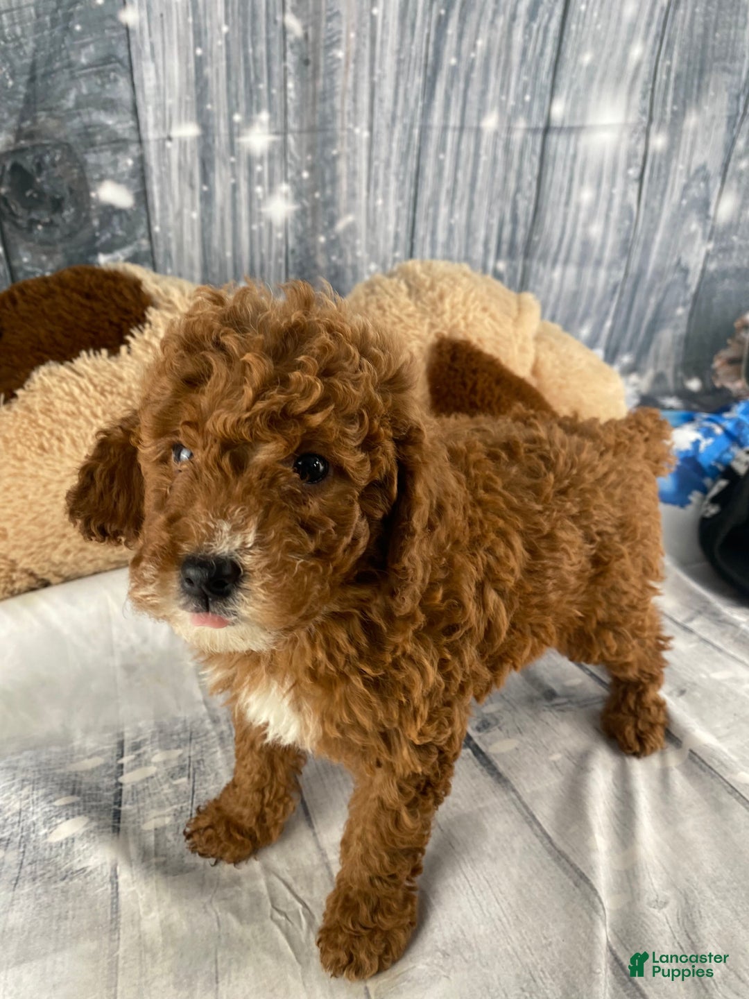 Miniature Poodle dogs for sale: Frankie - Ad 6