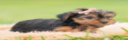 Yorkshire Terrier dogs for sale: Vivian - Ad 4